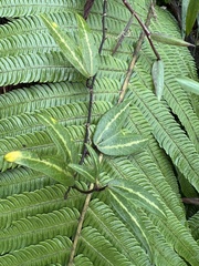 Decaloba