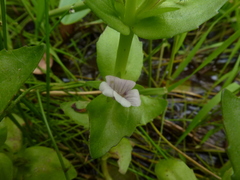 Gratiola peruviana