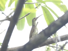 Arachnothera chrysogenys