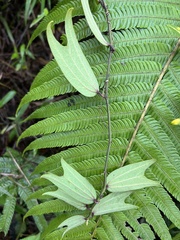 Decaloba