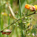 Hermannia procumbens procumbens - Photo (c) Hedi Stummer, vissa rättigheter förbehållna (CC BY-NC), uppladdad av Hedi Stummer