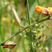 Hermannia procumbens procumbens - Photo (c) Hedi Stummer, some rights reserved (CC BY-NC), uploaded by Hedi Stummer