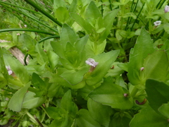 Gratiola peruviana