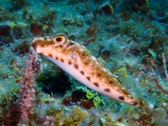 Sphoeroides spengleri