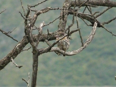 Nystalus maculatus