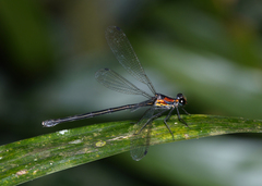 Austroargiolestes aureus