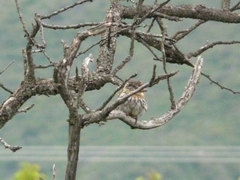 Nystalus maculatus