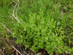 Gratiola peruviana
