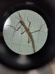 Creoxylus
