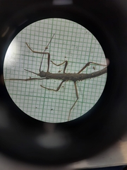 Creoxylus