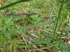 Senecio phelleus