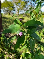 Lantana trifolia