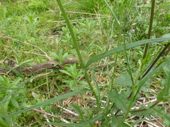 Senecio phelleus