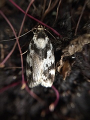 Barea confusella