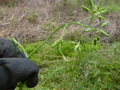 Senecio phelleus