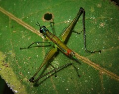 Paramastax duquei