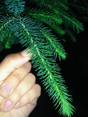 Abies nordmanniana