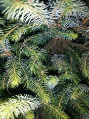 Abies nordmanniana