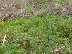 Senecio phelleus