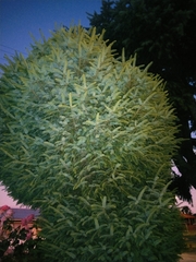 Abies nordmanniana