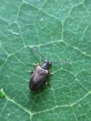 Zenascus obscurus