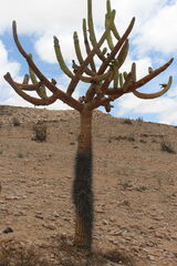 Browningia candelaris