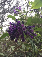 Iochroma cyaneum