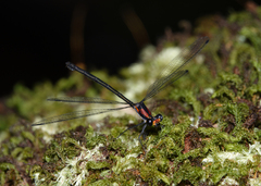 Austroargiolestes aureus