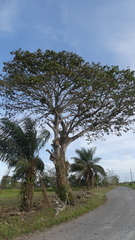 Sterculia apetala
