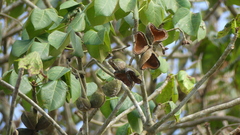 Sterculia apetala