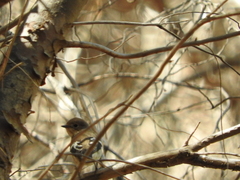 Ficedula