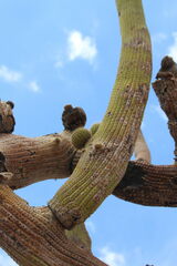 Browningia candelaris