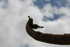 Browningia candelaris