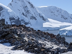 Pygoscelis antarcticus