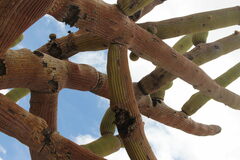 Browningia candelaris