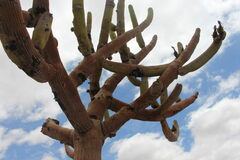 Browningia candelaris