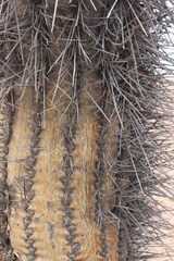 Browningia candelaris