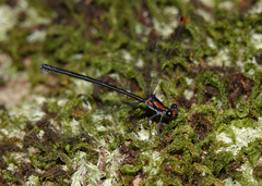 Austroargiolestes aureus