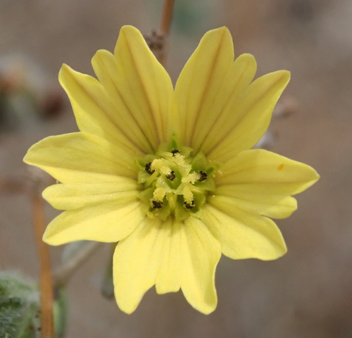 iNaturalist observation photo of common hareleaf