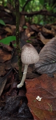Lepiota atrodisca