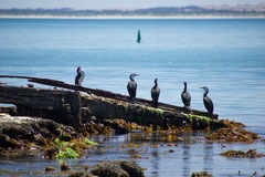 Phalacrocorax fuscescens