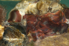 Watersipora subtorquata