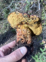 Suillellus amygdalinus