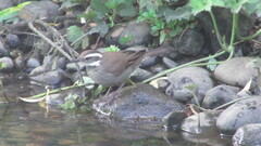 Cinclodes patagonicus