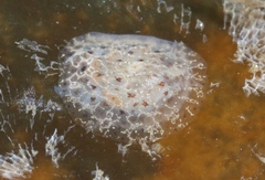 Corambe steinbergae