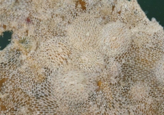 Corambe steinbergae