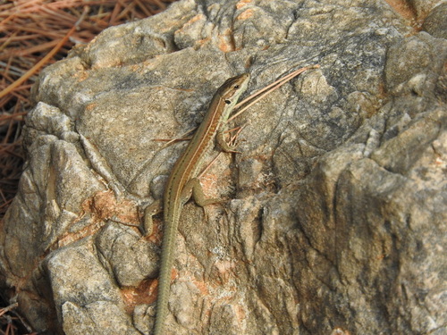 Podarcis waglerianus