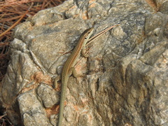 Podarcis waglerianus