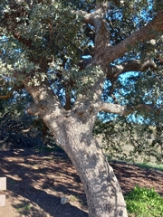 Quercus engelmannii