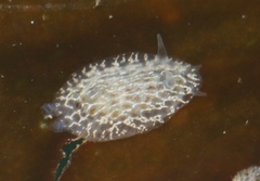 Corambe steinbergae